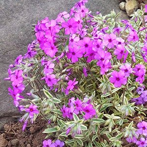 Флокс полегающий "Variegata"