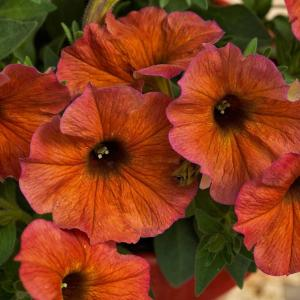 Петхоа "Beautical Cinnamon"