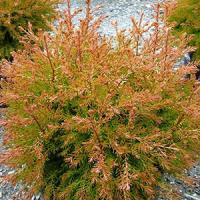 Туя складчатая "Winter Pink"
