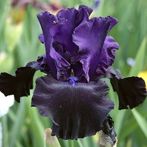 Ирис бородатый "Black Dragon"