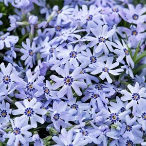 Флокс шиловидный "Fabulous Blue Dark Center"