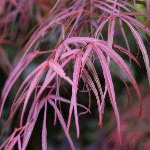 Клен японский "Hupp's Red Willow"