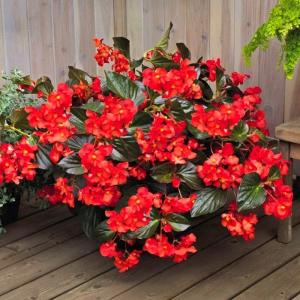 Бегония клубневая "Big Red Bronze Leaf"