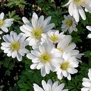Анемона лесная "Blanc White"