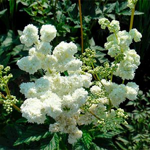Лабазник (таволга) обыкновенный "Flore Pleno"
