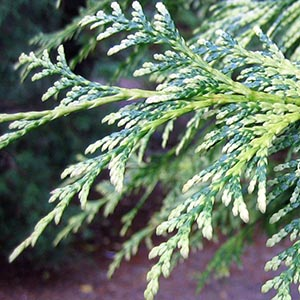 Туя складчатая "Zebrina Extra Gold"
