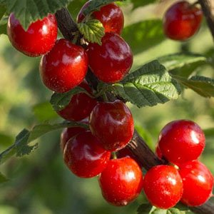 Вишня войлочная "Лето"