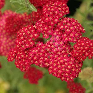 Тысячелистник обыкновенный "Red Velvet"