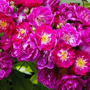Роза "Perennial Blue"