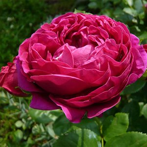 Роза "Ascot"