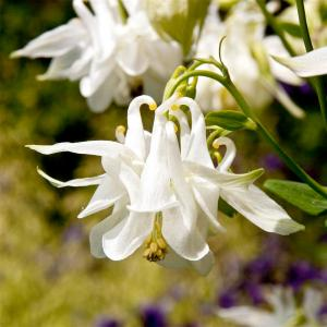 Аквилегия "Winky White and White"