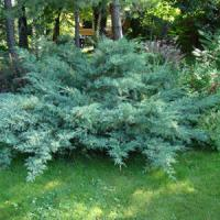 Можжевельник средний "Pfitzeriana Glauca"