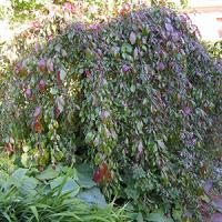 Яблоня низкая "Pendula Rubriflora"