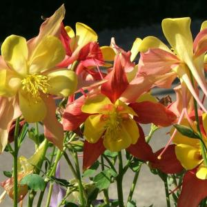 Аквилегия "Earlybird Red Yellow"