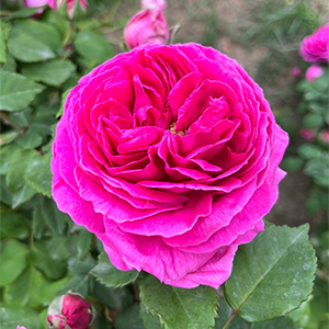 Роза "Madame Isaac Pereire"