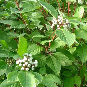 Дерен белый "Siberian Pearls"