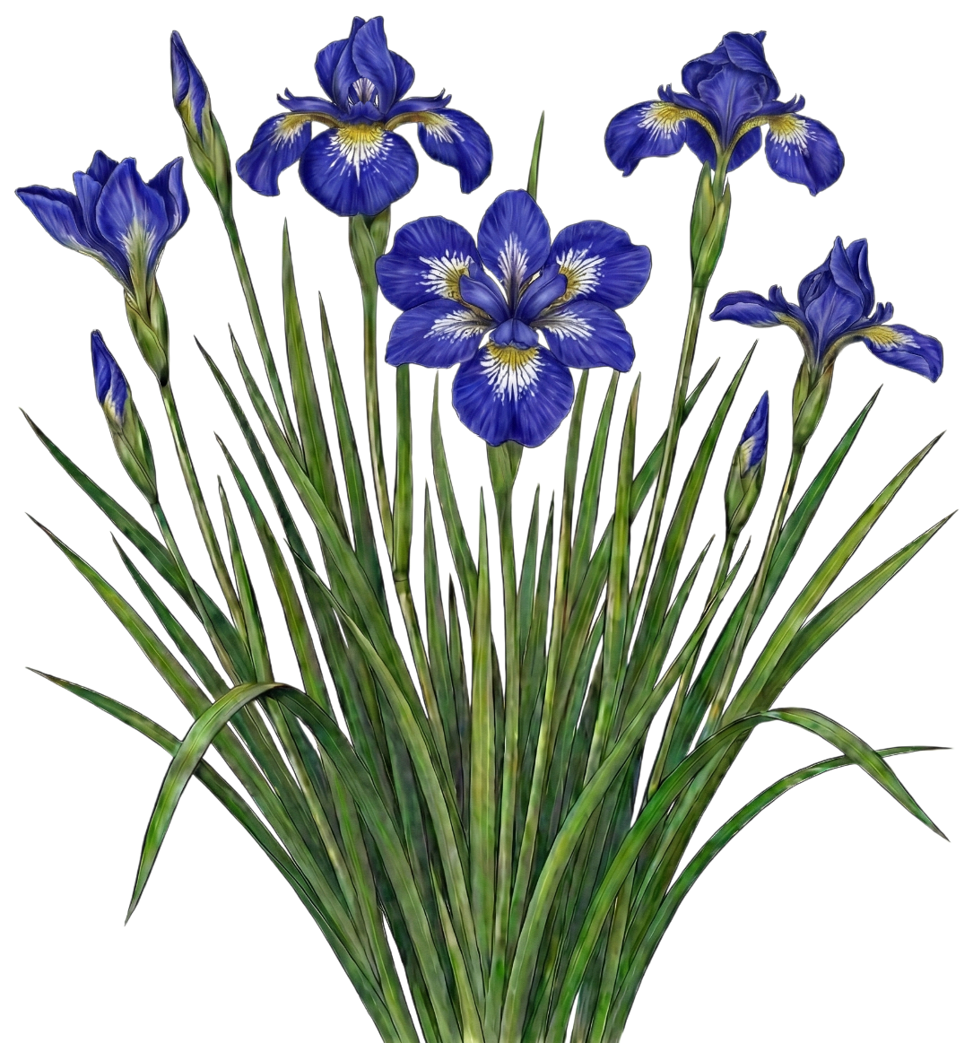Ирис сибирский 