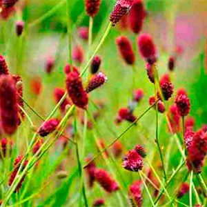 Кровохлебка лекарственная "Red Sunset"