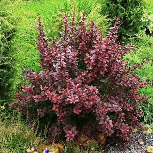 Барбарис тунберга "Atropurpurea"