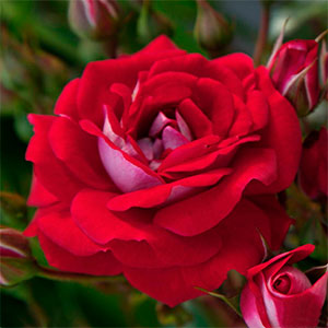 Роза "Corazon"