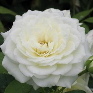 Роза "Alabaster"