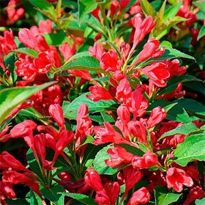 Вейгела "All Summer Red"