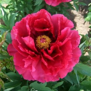 Пион древовидный "Red Flower Hidden Among Twigs"