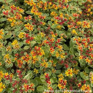 Очиток камчатский "Variegata"