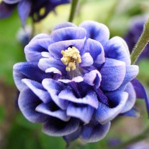 Аквилегия "Winky Double Blue and White"