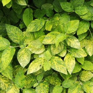 Калина гордовина "Aureovariegata"