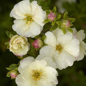 Лапчатка кустарниковая "Double Punch Cream"