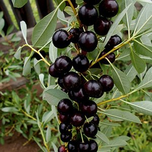 Вишня песчаная "Бессея"