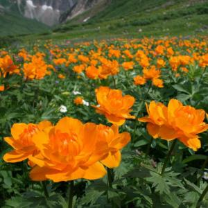 Купальница азиатская