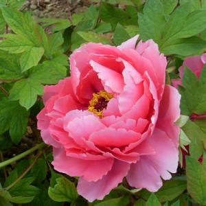 Пион древовидный "Shining Bouquet / Ceng zhong xiao"