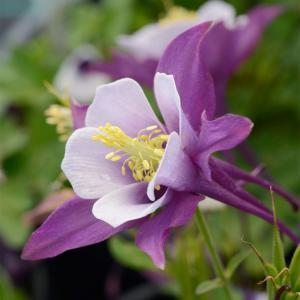 Аквилегия "Earlybird Purple White"