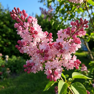 Сирень "Sweetheart"