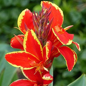 Канна "Dwarf Lucifer"