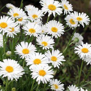Астра альпийская "White"