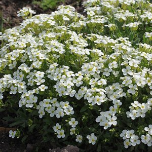 Арабис кавказский "Aubris White"