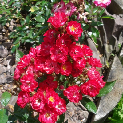 Роза "Red Fairy"