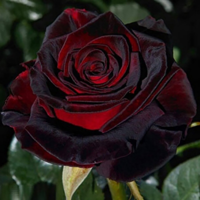 Роза "Black Baccara"